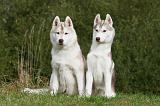 SIBERIAN HUSKY 819
